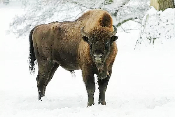 European bison.jpg