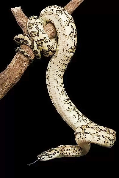 Carpet python.jpg