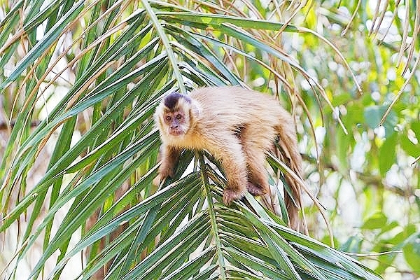 Brown capuchin.jpg