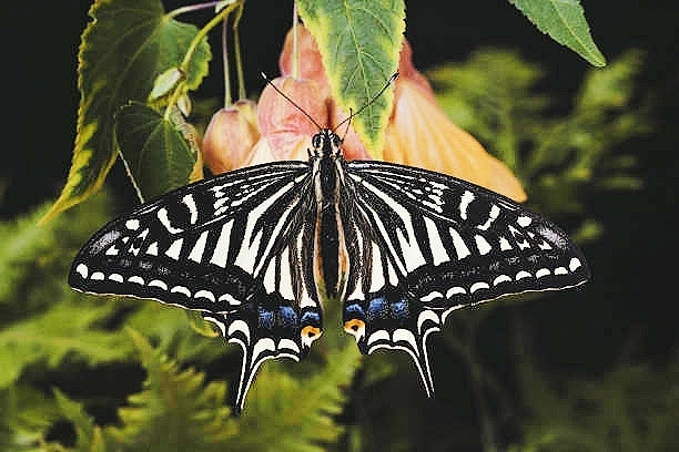 Japanese swallowtail.jpg