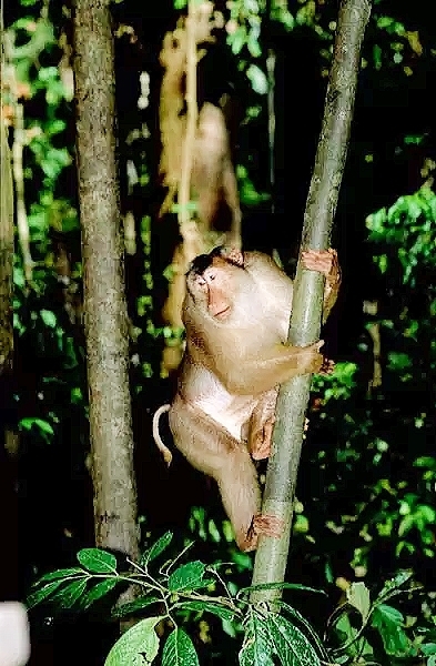 Southern pig-tailed macaque.jpg