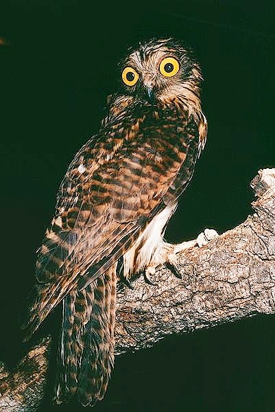 Papuan hawk owl.jpg