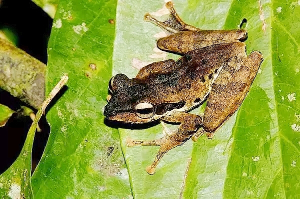Dark-eared tree frog.jpg