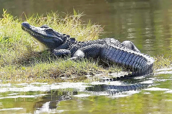 American alligator.jpg