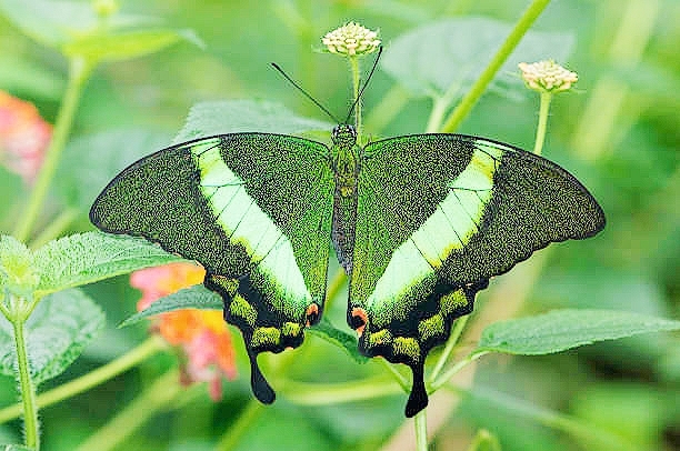 Emerald swallowtail.jpg
