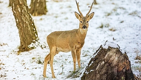 Siberian roe deer.jpg