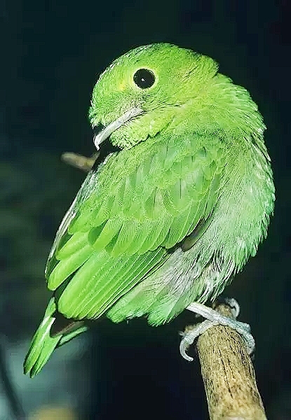Green broadbill.jpg