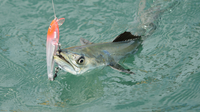 Catching Spanish Mackerel.png