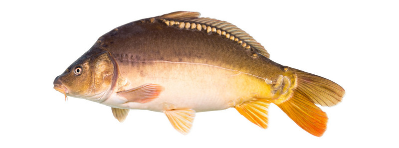 leather carp.png