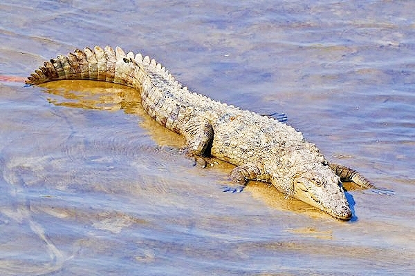 Marsh crocodile.jpg