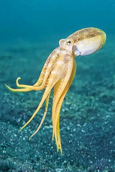 Poison ocellate octopus.jpg