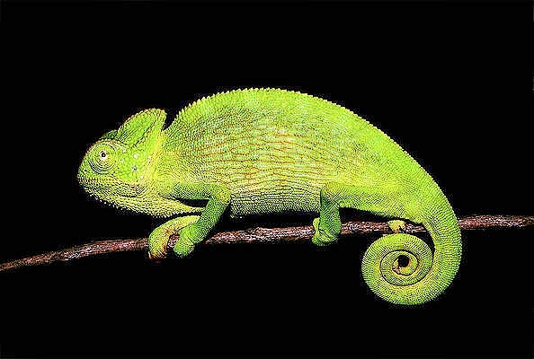 Indian chameleon.jpg