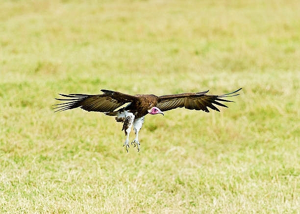 Hooded vulture.jpg