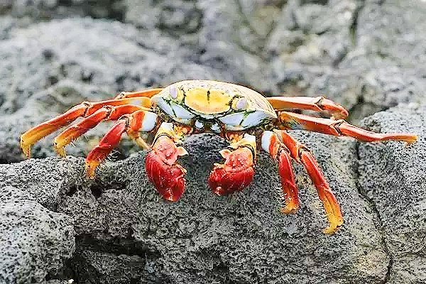 Sally lightfoot crab.jpg