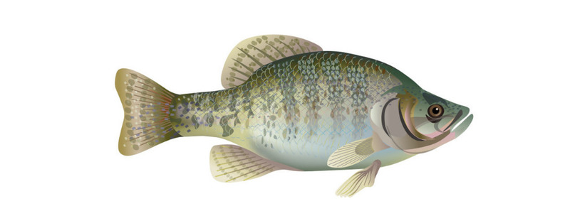 white crappie.png