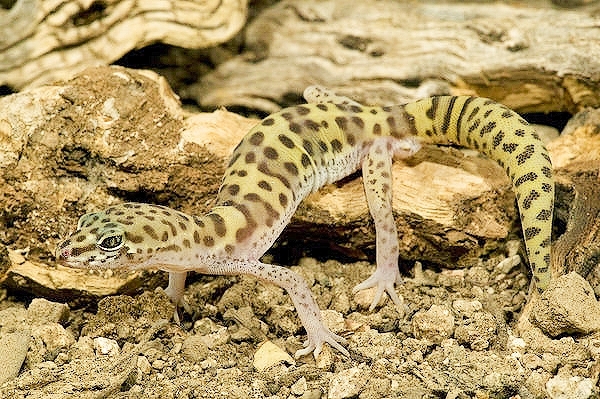 Western banded gecko.jpg
