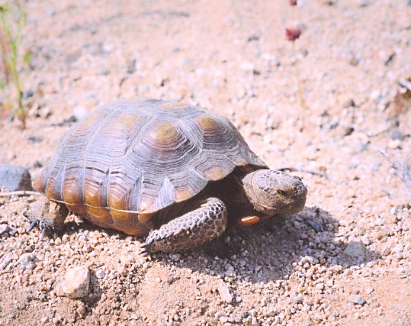 Desert tortoise.jpg
