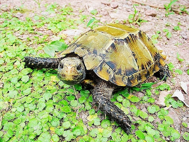 Impressed tortoise.jpg