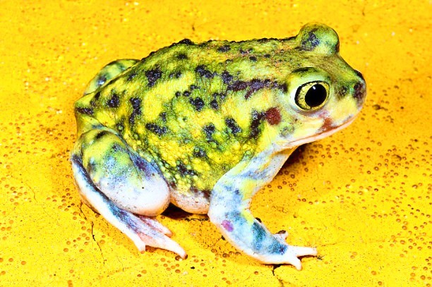 Couch's spadefoot toad.jpg