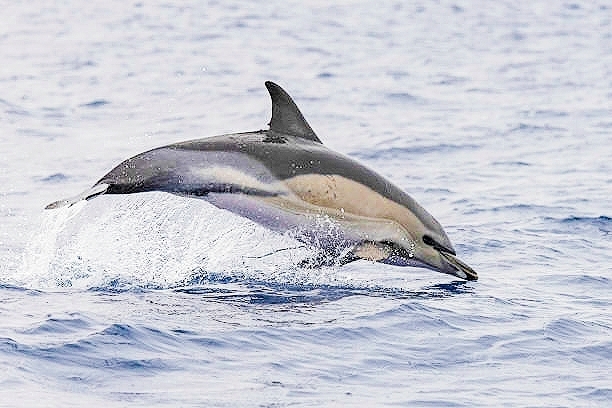 Common dolphin.jpg
