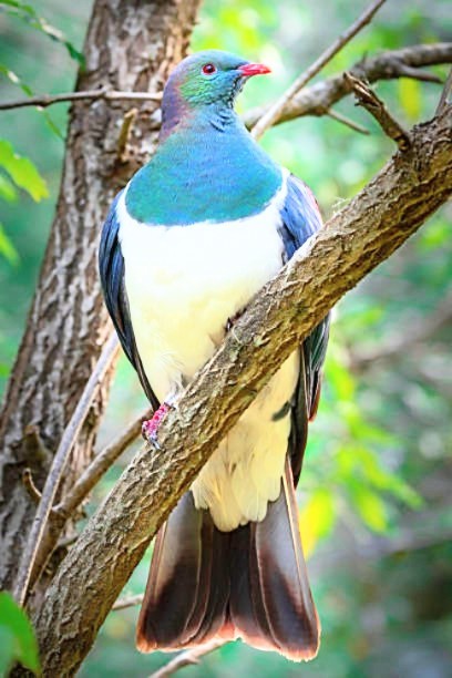 New Zealand pigeon.jpg