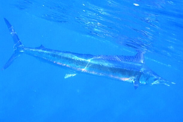 Mediterranean spearfish.jpg