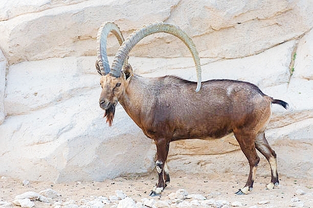 Nubian ibex.jpg