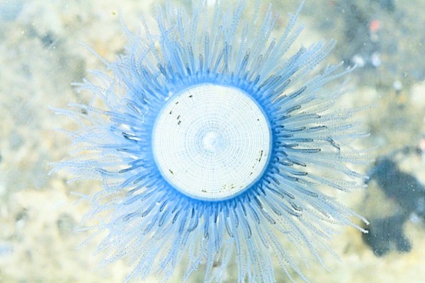 Blue button jellyfish.jpg