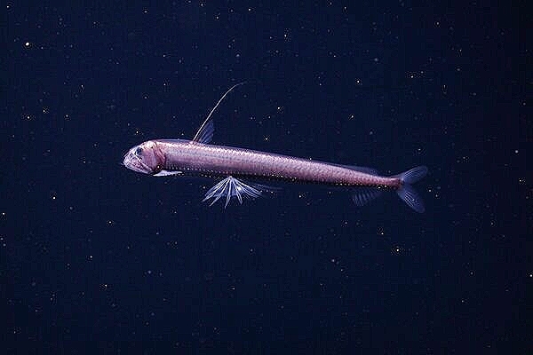 Pacific viperfish.jpg