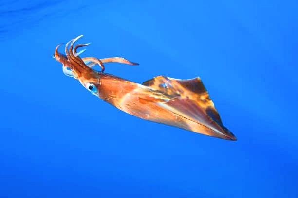 Veined squid.jpg