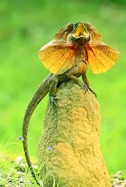 Frilled lizard.jpg