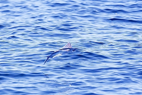 Tropical two-wing flying fish.jpg