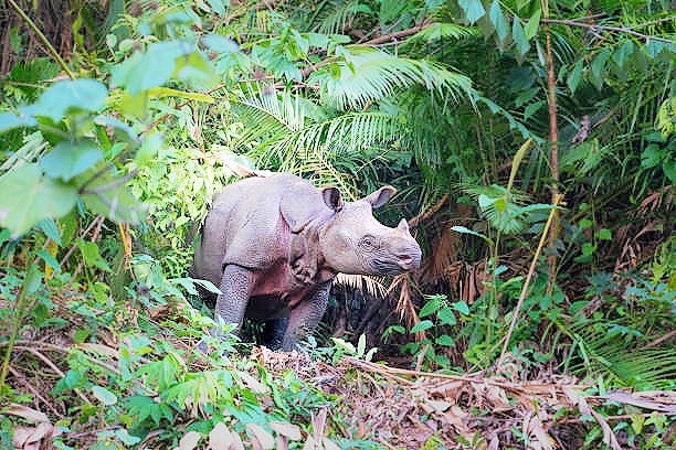 Javan rhinoceros.jpg