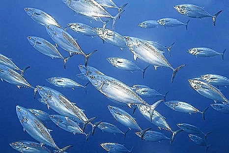 Mackerel tuna.jpg