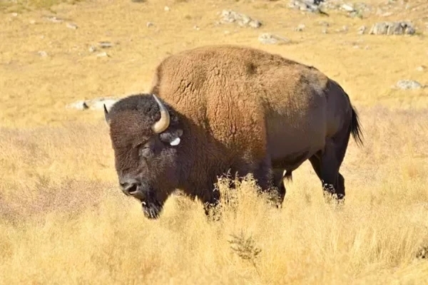 American bison.jpg