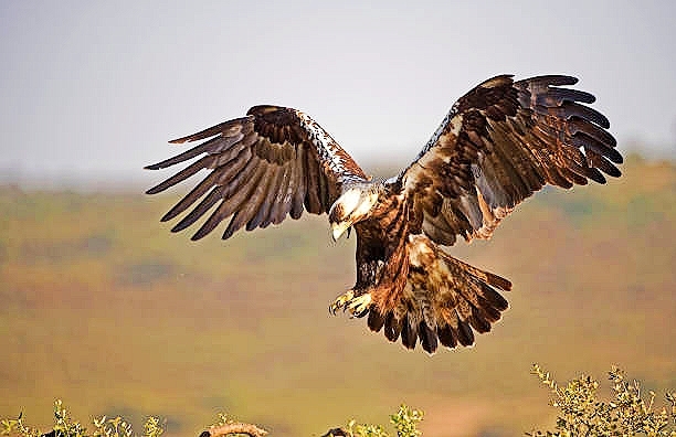 Spanish imperial eagle.jpg