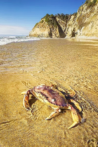 Dungeness crab.jpg