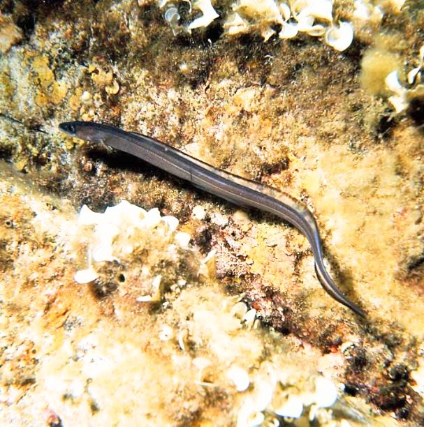European conger eel.jpg