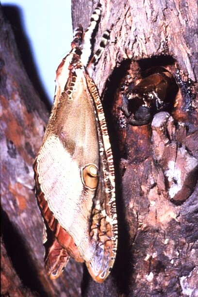 Bentwing ghost moth.jpg