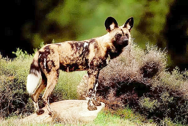 African hunting dog.jpg