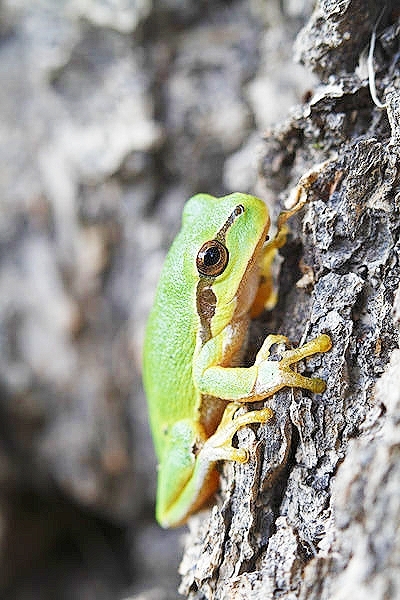 European tree frog.jpg