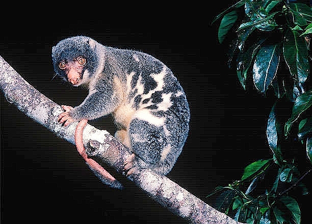 Common spotted cuscus.jpg