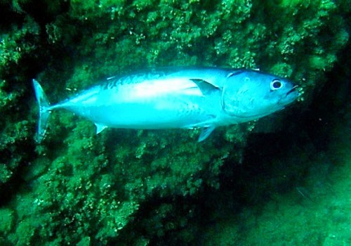 Frigate mackerel.jpg