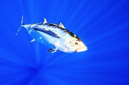 Bigeye tuna.jpg