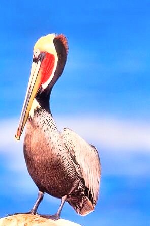 Brown pelican.jpg