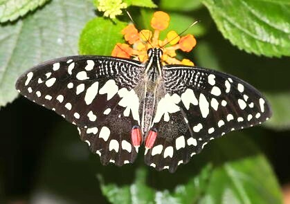 Chequered swallowtail.jpg
