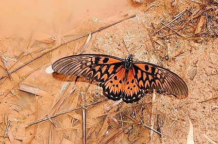 African giant swallowtail.jpg