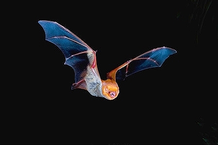 Western red bat.jpg