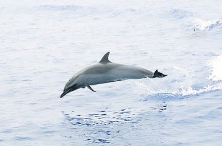 Pantropical spotted dolphin.jpg