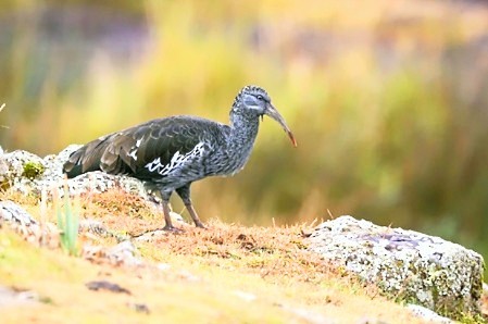 Wattled ibis.jpg
